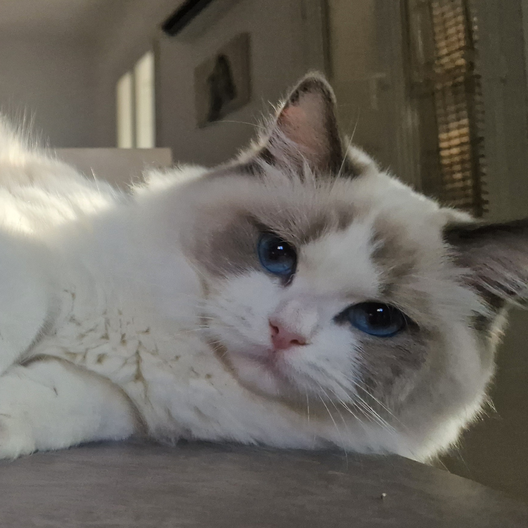 ragdoll toulon